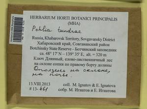 Pohlia tundrae A.J. Shaw, Bryophytes, Bryophytes - Russian Far East (excl. Chukotka & Kamchatka) (B20) (Russia)