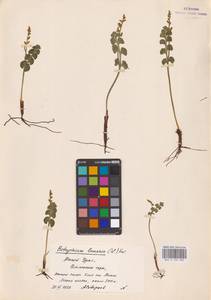 Botrychium lunaria (L.) Sw., Eastern Europe, Eastern region (E10) (Russia)