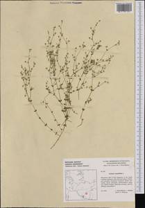 Arenaria serpyllifolia L., Western Europe (EUR) (Germany)
