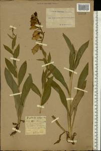 Digitalis grandiflora Mill., Eastern Europe, South Ukrainian region (E12) (Ukraine)