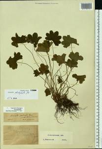 Alchemilla schistophylla Juz., Eastern Europe, Volga-Kama region (E7) (Russia)