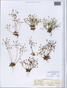 Androsace, Middle Asia, Northern & Central Tian Shan (M4) (Kazakhstan)