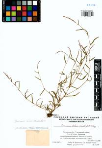 Persicaria minor (Huds.) Opiz, Siberia, Baikal & Transbaikal region (S4) (Russia)