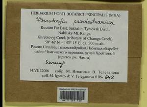 Warnstorfia pseudostraminea (Müll. Hal.) Tuom. & T.J. Kop., Bryophytes, Bryophytes - Russian Far East (excl. Chukotka & Kamchatka) (B20) (Russia)