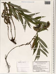 Saussurea salicifolia (L.) DC., South Asia, South Asia (Asia outside ex-Soviet states and Mongolia) (ASIA) (China)