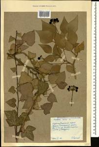 Hedera helix L., Caucasus, Black Sea Shore (from Novorossiysk to Adler) (K3) (Russia)