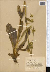 Swertia lactea A. Bunge, Middle Asia, Western Tian Shan & Karatau (M3) (Uzbekistan)