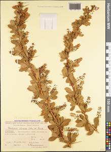 Berberis iberica Stev. & Fisch. ex DC., Caucasus, Azerbaijan (K6) (Azerbaijan)