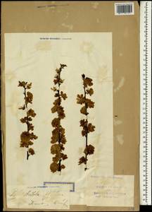 Prunus triloba Lindl., South Asia, South Asia (Asia outside ex-Soviet states and Mongolia) (ASIA) (China)