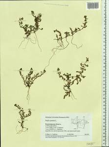 Lythrum portula (L.) D. A. Webb, Eastern Europe, Central region (E4) (Russia)