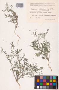 Fumaria schleicheri Soy.-Will., Eastern Europe, Lower Volga region (E9) (Russia)