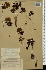 Trollius ranunculinus (Sm.) Stearn, Caucasus, Stavropol Krai, Karachay-Cherkessia & Kabardino-Balkaria (K1b) (Russia)
