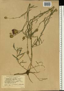 Centaurea adpressa Ledeb., Eastern Europe, Lower Volga region (E9) (Russia)