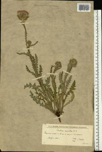 Carduus uncinatus M. Bieb., Eastern Europe, Lower Volga region (E9) (Russia)