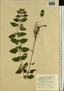 Mentha × verticillata L., Eastern Europe, West Ukrainian region (E13) (Ukraine)