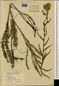 Achillea pannonica Scheele, Crimea (KRYM) (Russia)