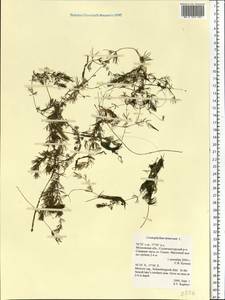 Ceratophyllum demersum L., Eastern Europe, Moscow region (E4a) (Russia)