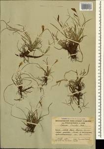 Carex tristis M.Bieb., Caucasus, South Ossetia (K4b) (South Ossetia)