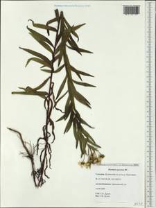Achillea ptarmica subsp. ptarmica, Siberia, Russian Far East (S6) (Russia)