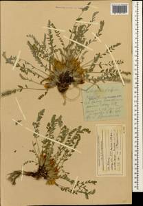 Astragalus dolichophyllus Pall., Caucasus, Stavropol Krai, Karachay-Cherkessia & Kabardino-Balkaria (K1b) (Russia)
