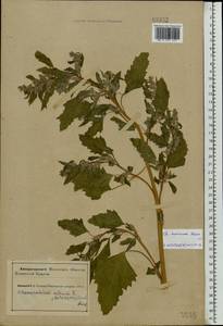 Chenopodium suecicum Murr, Eastern Europe, Northern region (E1) (Russia)