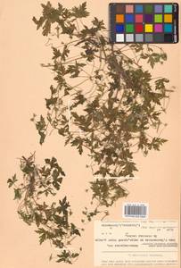 Geranium sibiricum L., Siberia, Russian Far East (S6) (Russia)