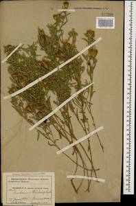 Centaurea trichocephala M. Bieb. ex Willd., Caucasus, Krasnodar Krai & Adygea (K1a) (Russia)
