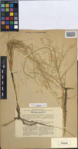 Stipagrostis pennata (Trin.) De Winter, Middle Asia, Karakum (M6) (Turkmenistan)