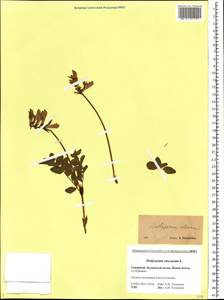 Hedysarum hedysaroides subsp. arcticum (B.Fedtsch.)P.W.Ball, Eastern Europe, Northern region (E1) (Russia)