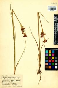 Juncus castaneus subsp. triceps (Rostk.) V. Novik., Siberia, Baikal & Transbaikal region (S4) (Russia)