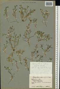 Spergularia marina (L.) Besser, Eastern Europe, Northern region (E1) (Russia)