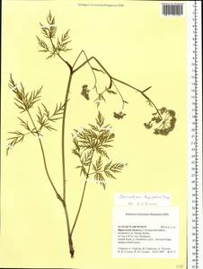 Conioselinum longifolium Turcz., Siberia, Baikal & Transbaikal region (S4) (Russia)