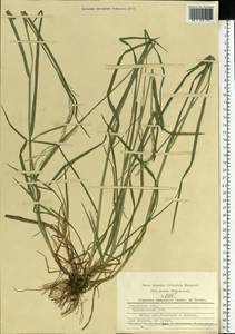 Glyceria nemoralis (R.Uechtr.) R.Uechtr. & Koern., Eastern Europe, Central region (E4) (Russia)