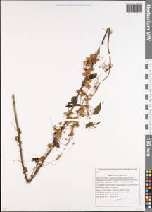 Cuscuta europaea L., Eastern Europe, Belarus (E3a) (Belarus)