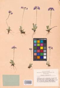 Primula farinosa L., Siberia, Altai & Sayany Mountains (S2) (Russia)