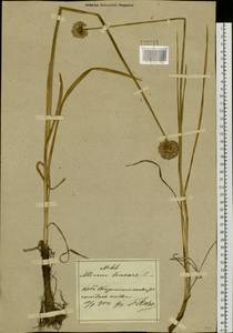 Allium lineare L., Siberia, Russian Far East (S6) (Russia)