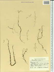 Utricularia minor L., Eastern Europe, Central region (E4) (Russia)