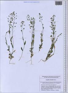Capsella orientalis Klokov, Eastern Europe, Lower Volga region (E9) (Russia)