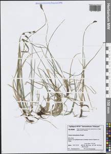 Carex holostoma Drejer, Siberia, Central Siberia (S3) (Russia)