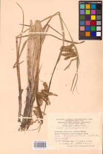 Carex pseudocyperus L., Eastern Europe, Eastern region (E10) (Russia)