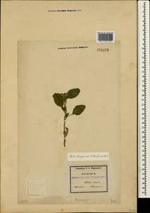 Heliotropium ellipticum Ledeb., Crimea (KRYM) (Russia)