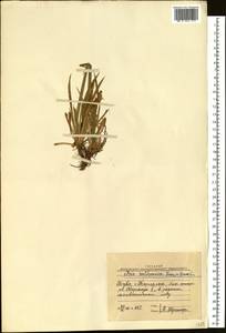 Iris ruthenica Ker Gawl., Siberia, Altai & Sayany Mountains (S2) (Russia)