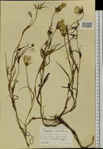 Tragopogon orientalis L., Siberia, Russian Far East (S6) (Russia)