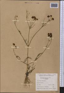 Coreopsis tinctoria Nutt., America (AMER) (Canada)