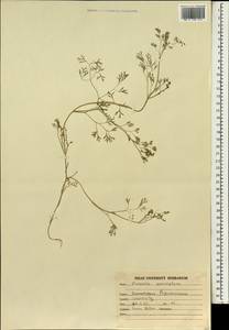 Fumaria parviflora Lam., South Asia, South Asia (Asia outside ex-Soviet states and Mongolia) (ASIA) (India)