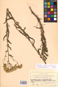 Achillea pannonica Scheele, Eastern Europe, South Ukrainian region (E12) (Ukraine)