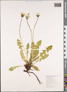 Taraxacum decipiens Raunk., Caucasus, Black Sea Shore (from Novorossiysk to Adler) (K3) (Russia)