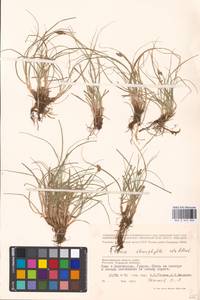 Carex stenophylla Wahlenb., Eastern Europe, Lower Volga region (E9) (Russia)