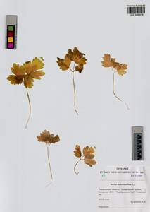 Adoxa moschatellina L., Siberia, Altai & Sayany Mountains (S2) (Russia)