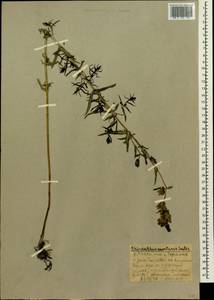 Rhinanthus serotinus subsp. serotinus, Siberia, Altai & Sayany Mountains (S2) (Russia)